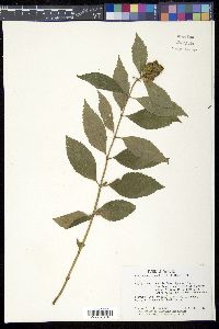 Chelone obliqua image