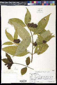 Chelone obliqua image