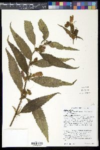 Chelone obliqua image