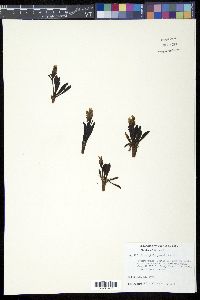 Chionophila jamesii image
