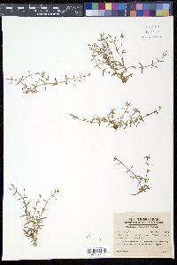 Deinostema violacea image