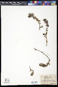 Limnophila sessiliflora image