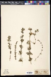 Limnophila sessiliflora image