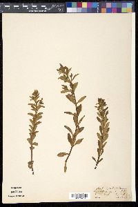 Limnophila chinensis image