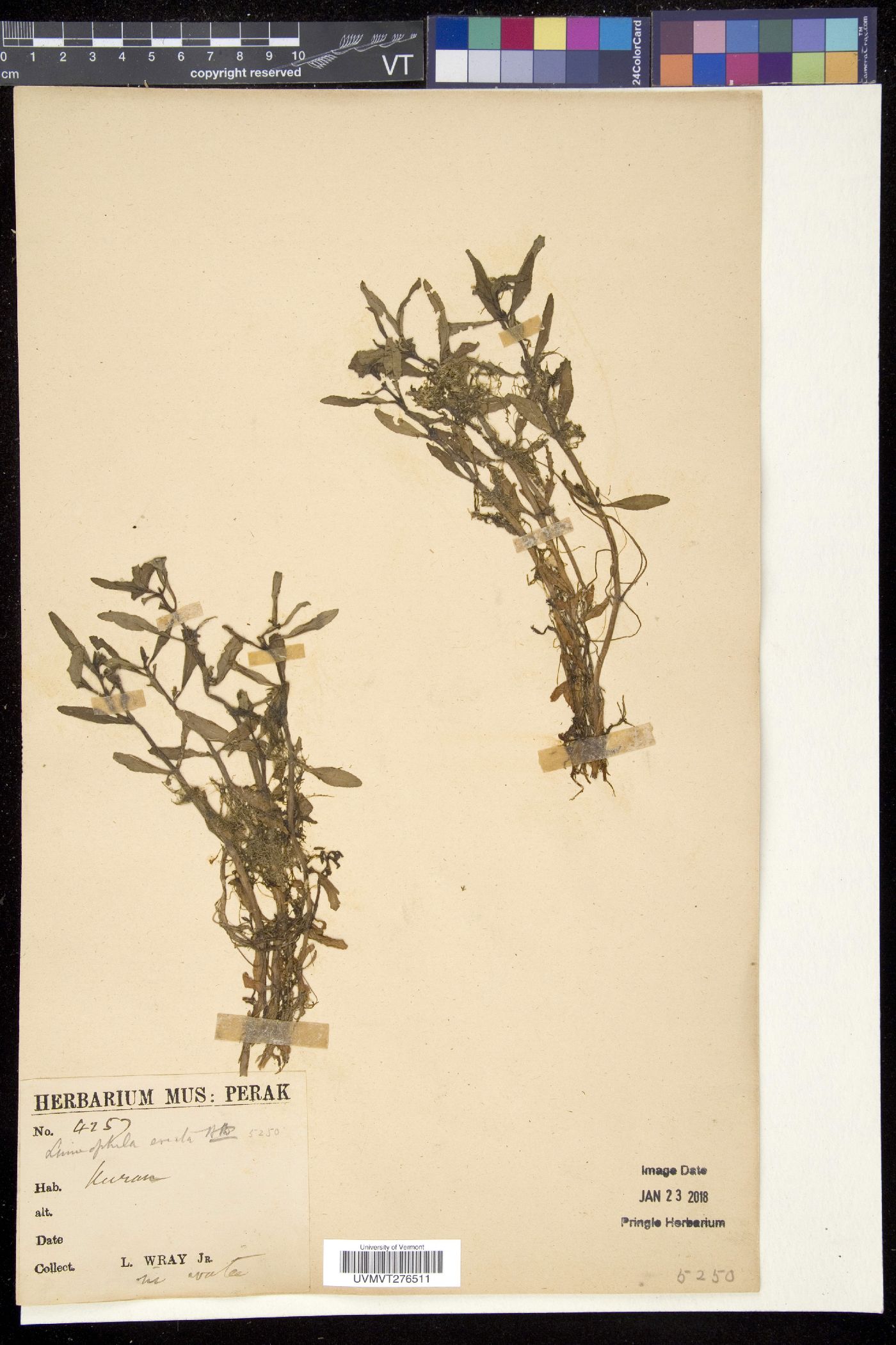 Limnophila erecta image
