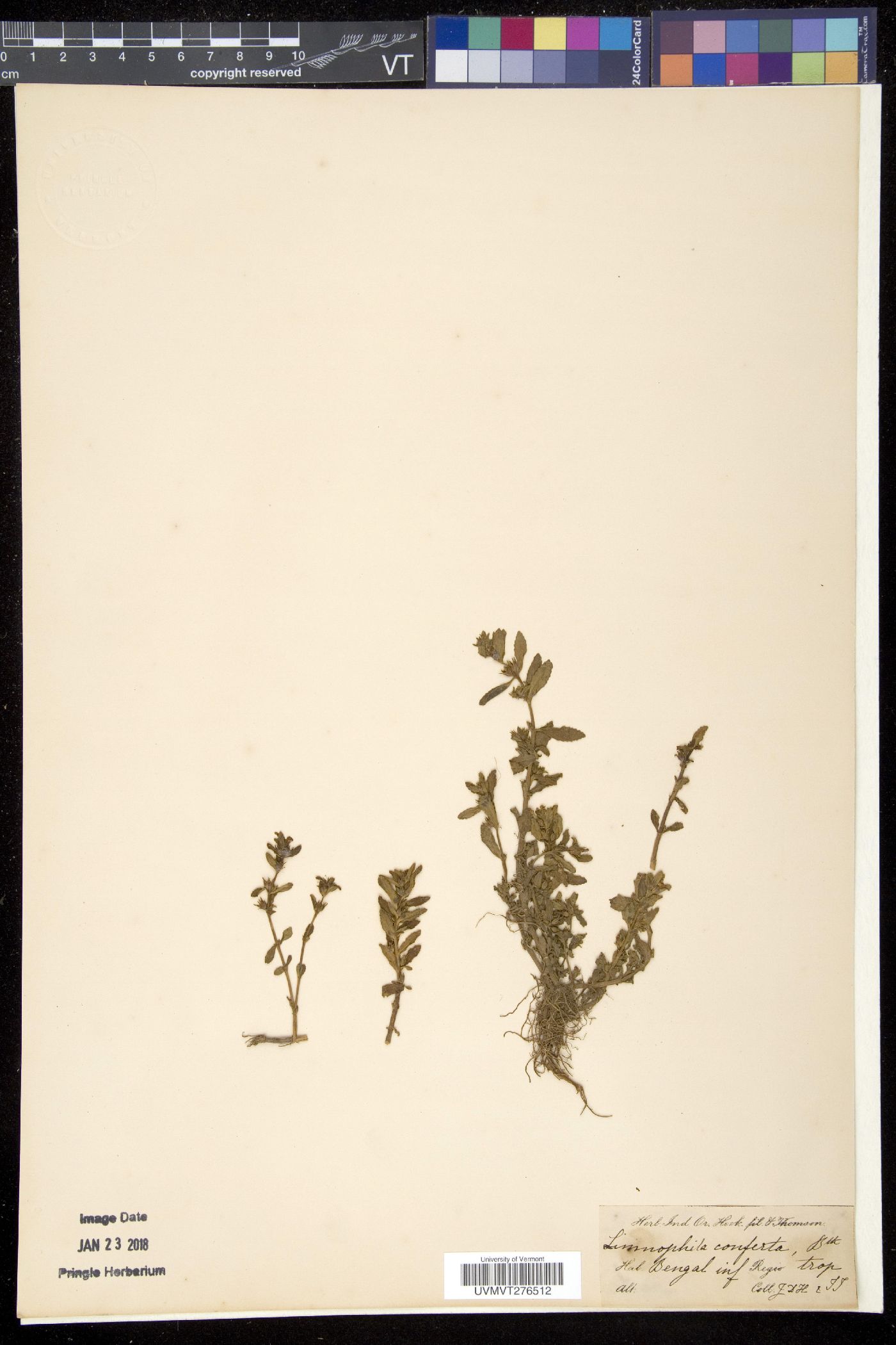 Limnophila repens image