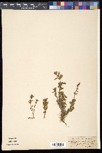 Limnophila repens image