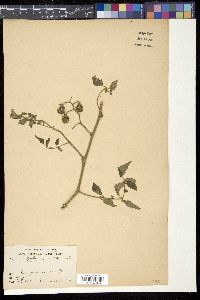 Solanum lycopersicum image
