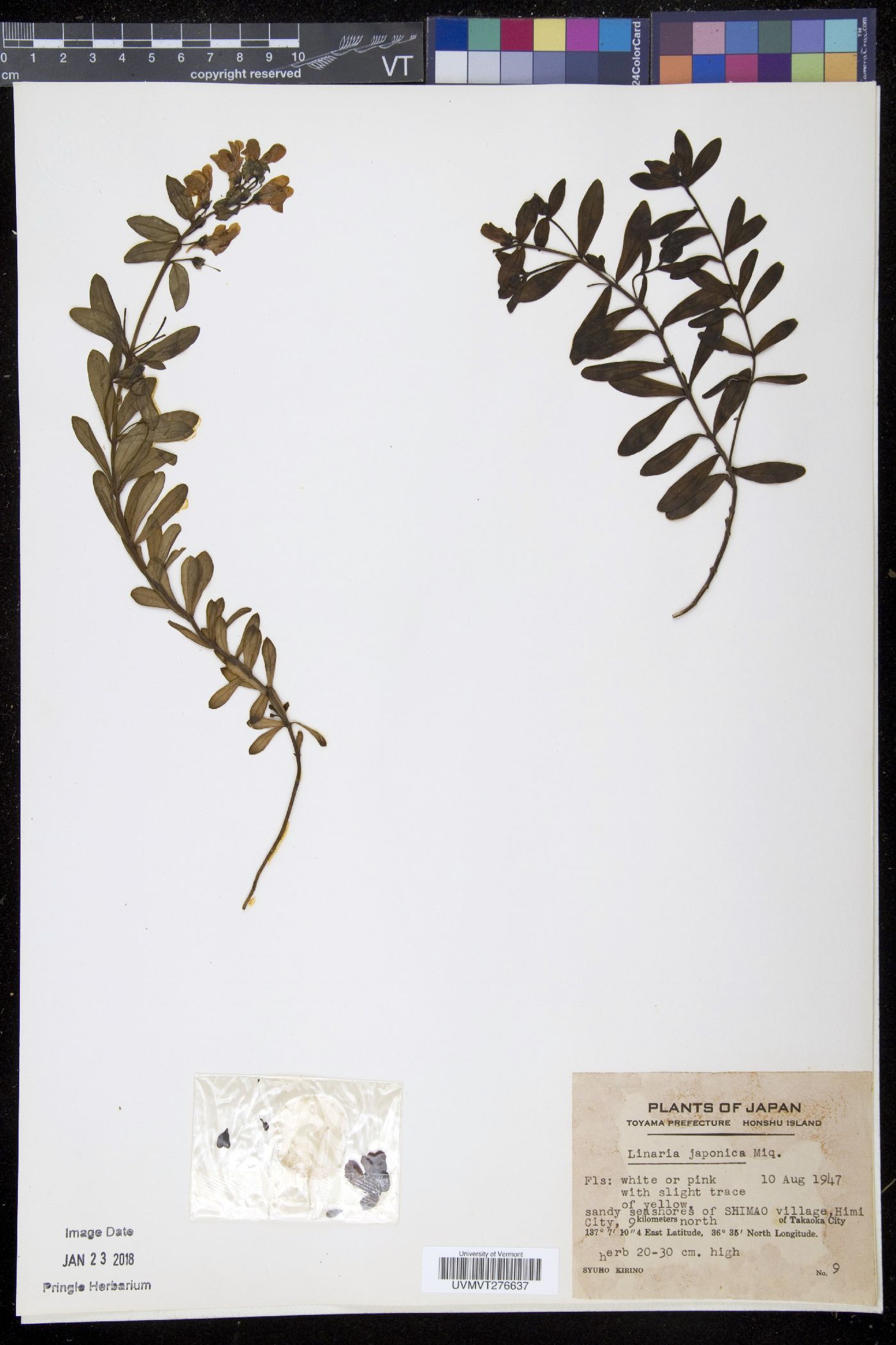 Linaria japonica image