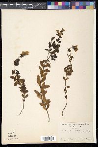 Linaria japonica image