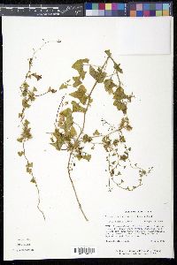 Maurandella antirrhiniflora image