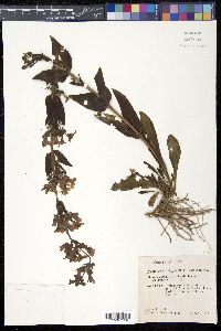 Penstemon albidus image