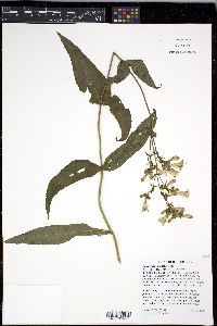 Penstemon digitalis image