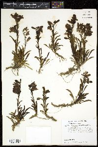 Penstemon harbourii image