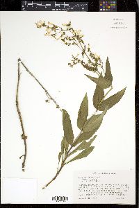 Penstemon pallidus image