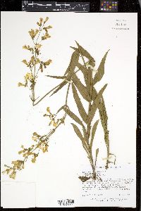 Penstemon pallidus image