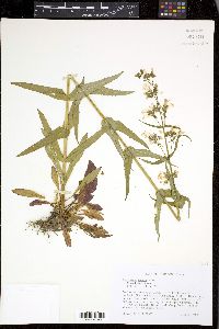 Penstemon tenuis image
