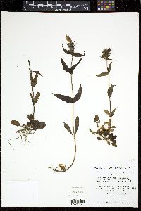 Penstemon whippleanus image
