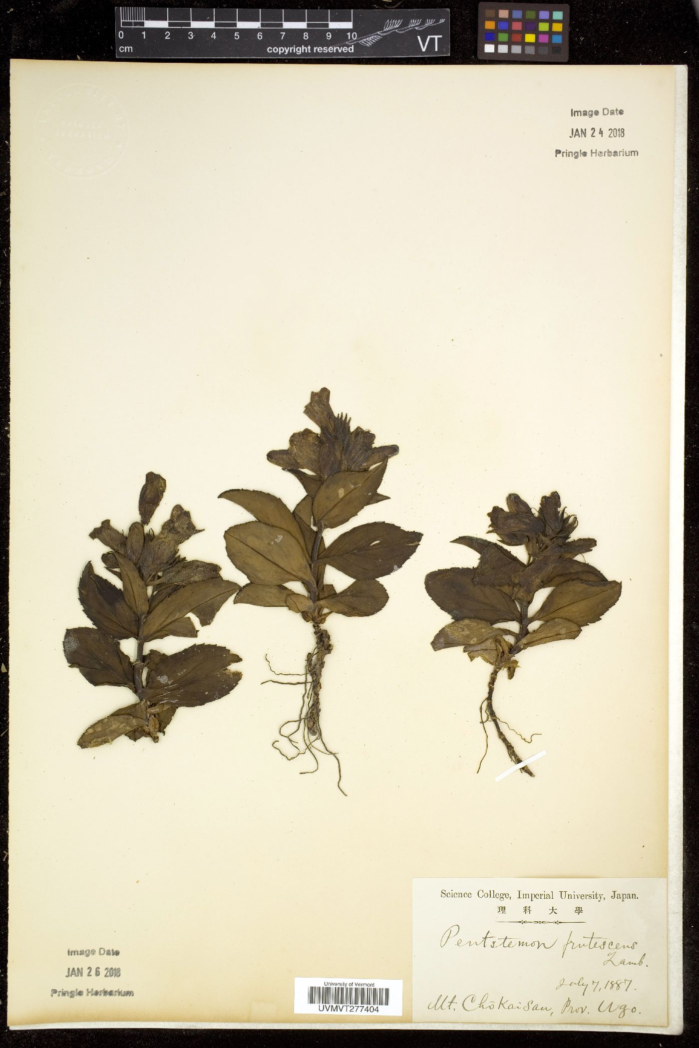 Pennellianthus frutescens image