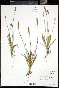 Plantago wrightiana image