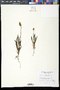 Plantago patagonica image