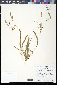 Plantago patagonica image