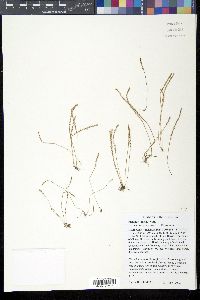 Plantago elongata image