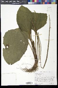 Plantago rugelii image
