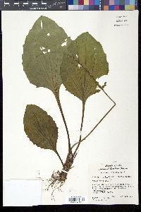 Plantago rugelii image