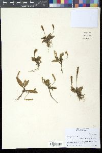 Plantago centralis image