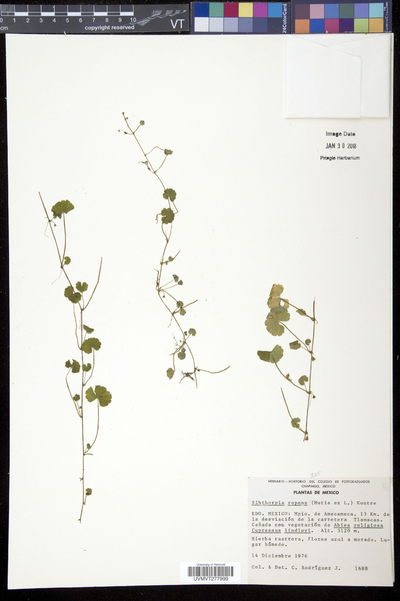 Sibthorpia image