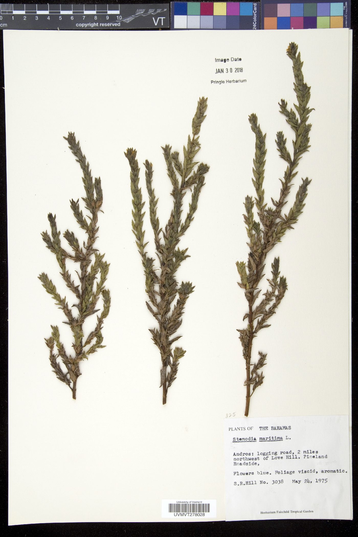 Stemodia maritima image