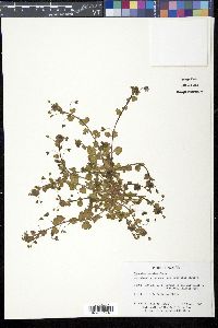 Veronica persica image
