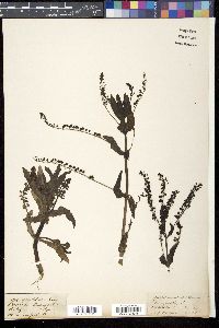 Veronica grandiflora image