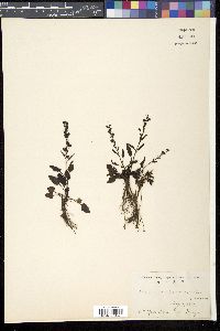Veronica schmidtiana var. shiragamiensis image