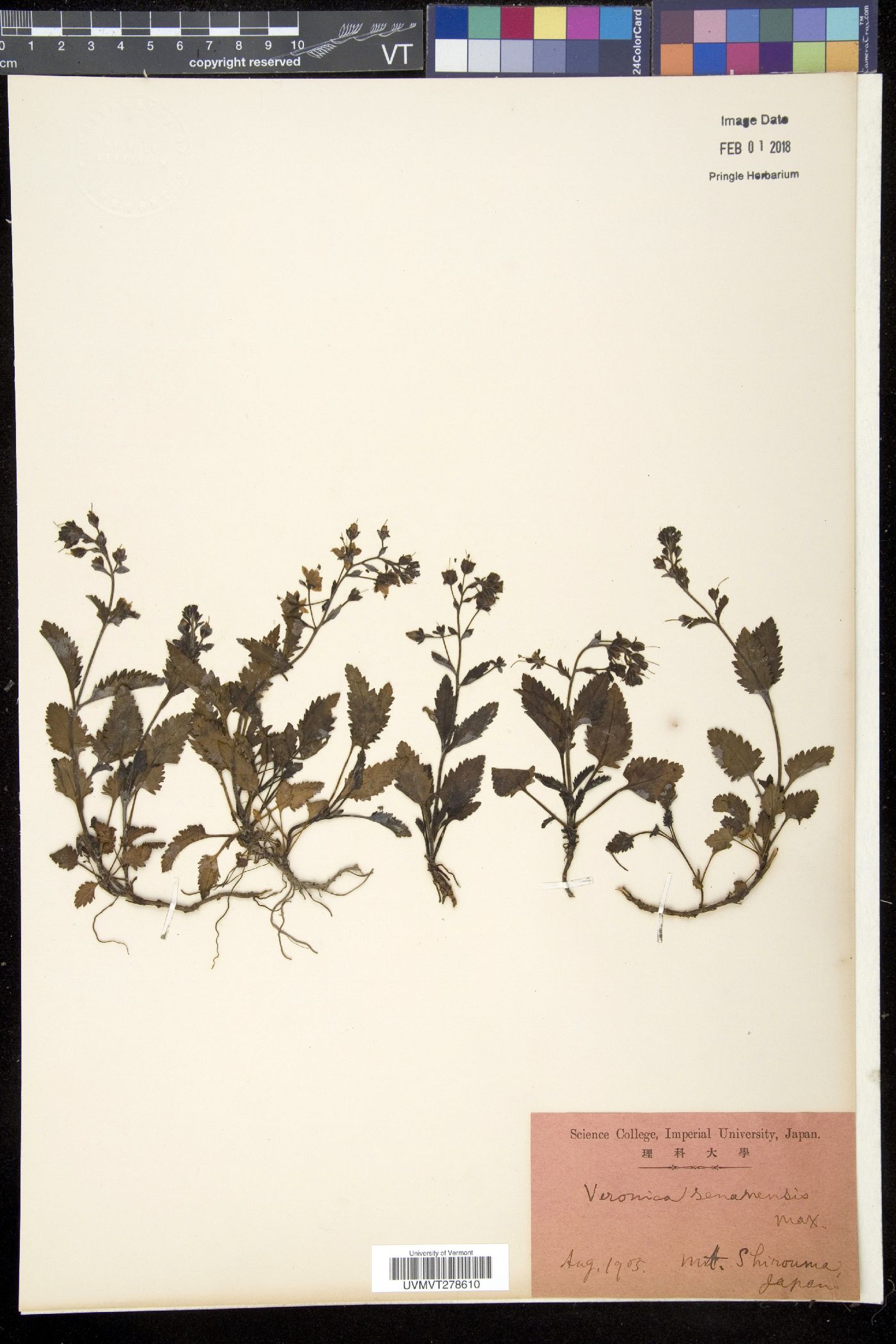 Veronica schmidtiana var. shiragamiensis image