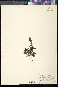 Veronica schmidtiana var. shiragamiensis image