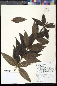 Veronicastrum virginicum image