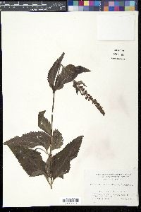 Media resource of Veronicastrum sibiricum