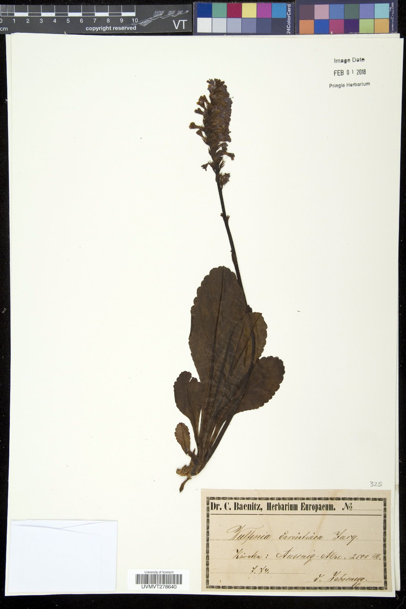 Wulfenia image