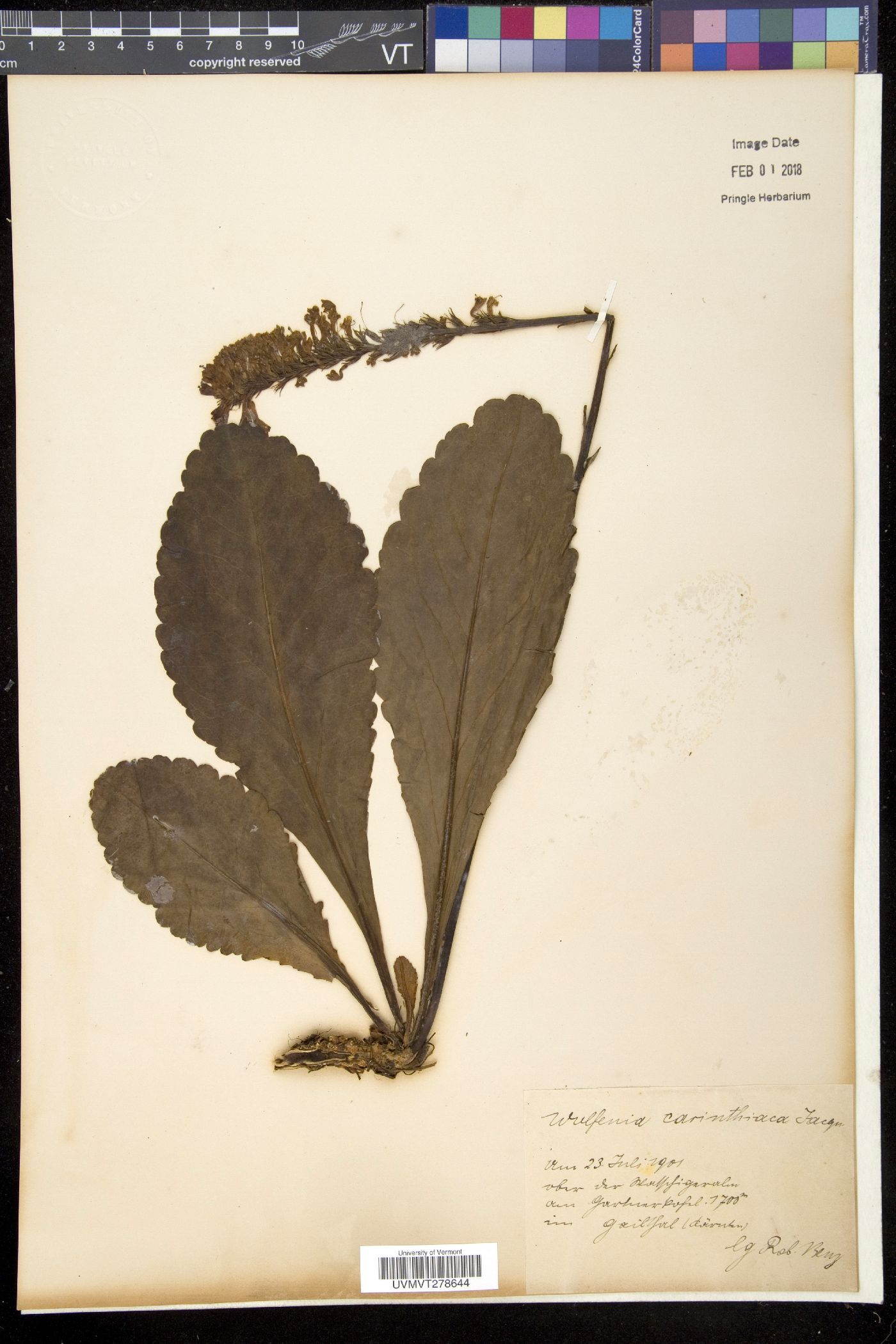 Wulfenia image
