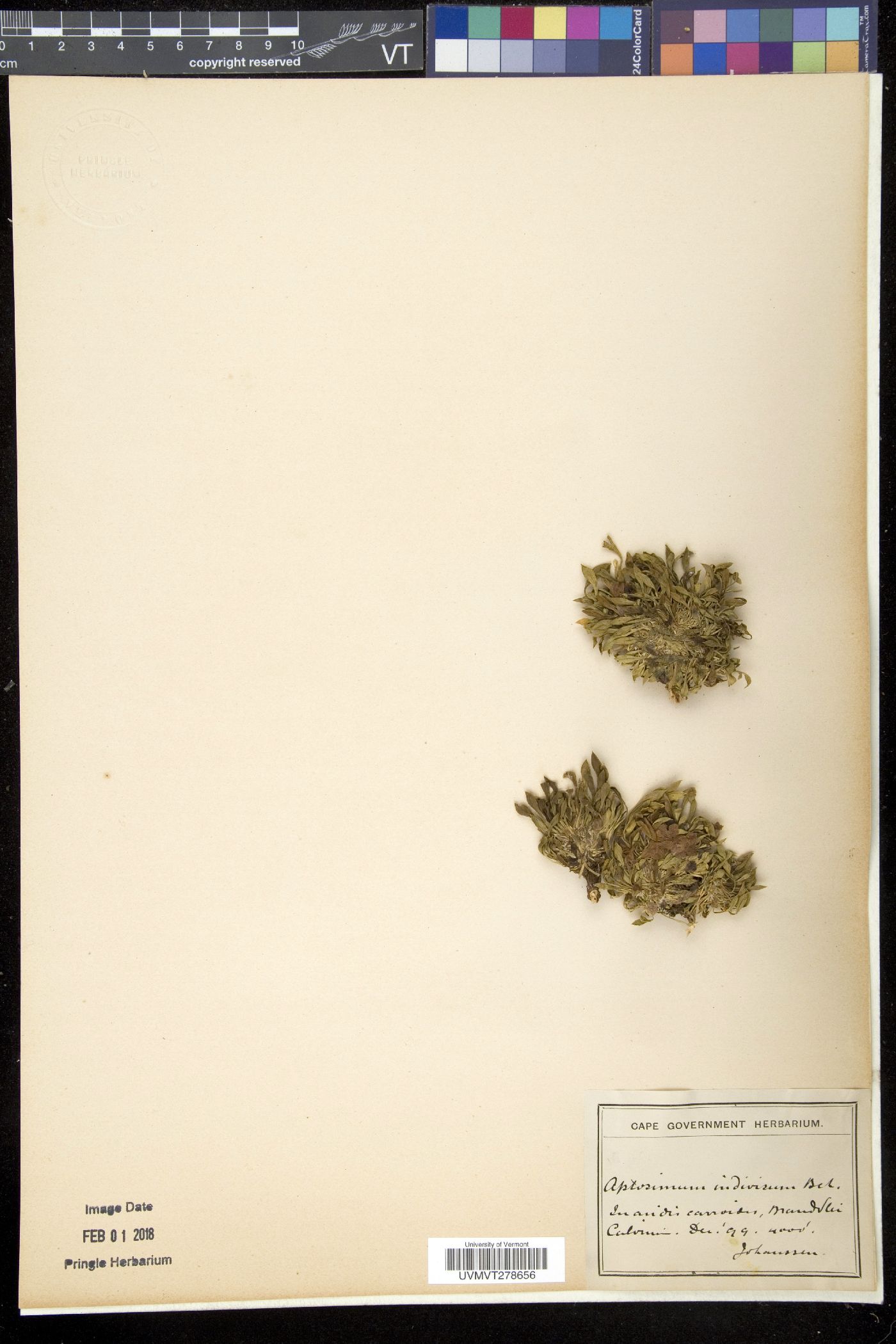 Aptosimum image