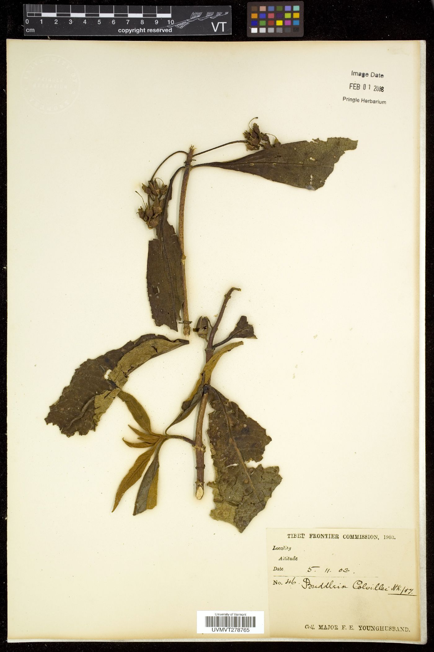 Buddleja colvilei image