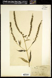 Buddleja asiatica image