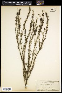 Media resource of Buddleja virgata