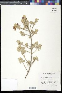 Leucophyllum frutescens image