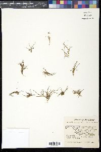 Limosella subulata image