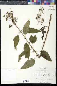 Scrophularia lanceolata image