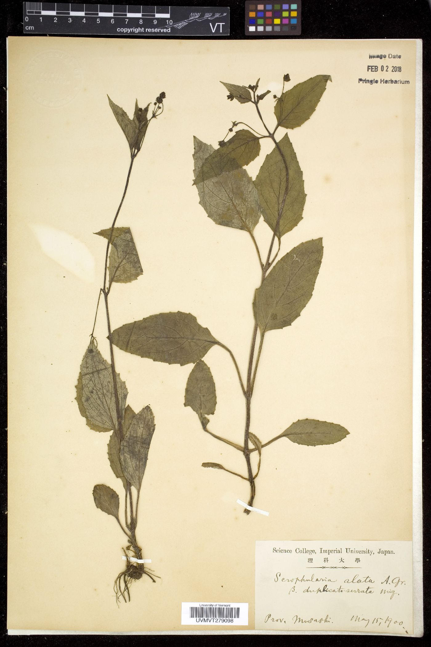 Scrophularia alata image