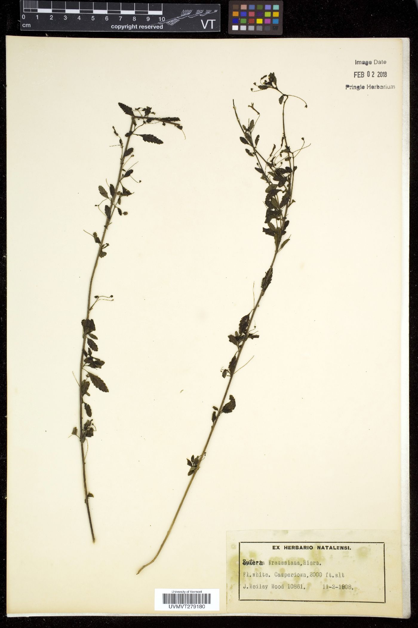 Sutera image